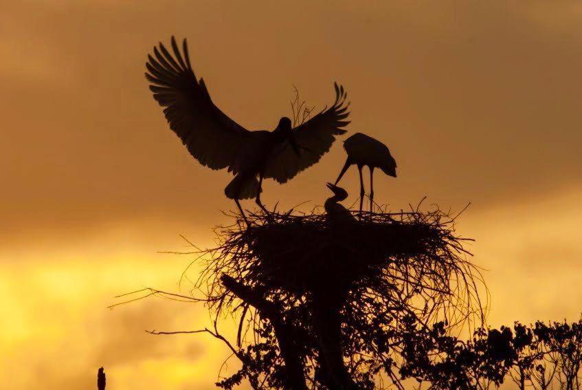 Pantanal Jungle Lodge Passo do Lontra Zewnętrze zdjęcie
