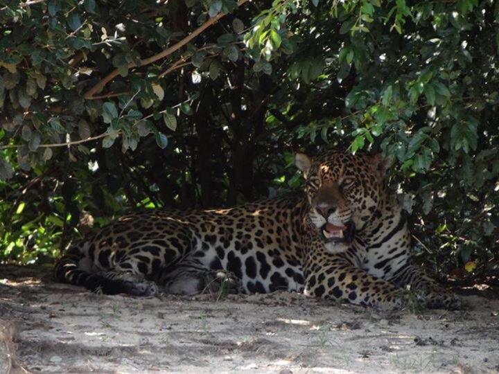 Pantanal Jungle Lodge Passo do Lontra Zewnętrze zdjęcie