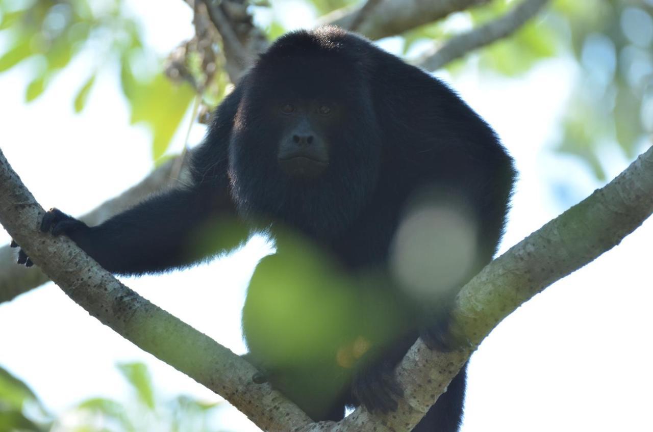 Pantanal Jungle Lodge Passo do Lontra Zewnętrze zdjęcie