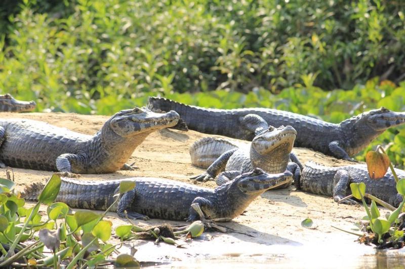 Pantanal Jungle Lodge Passo do Lontra Zewnętrze zdjęcie